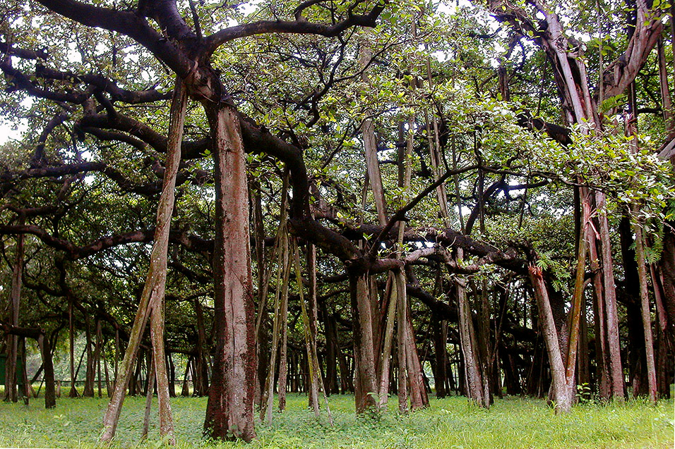 india/kolkata_the_great_banyan