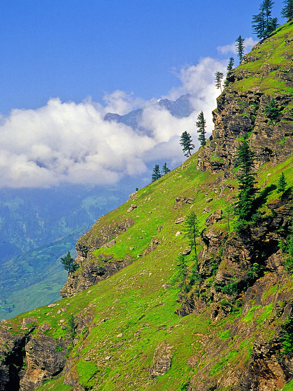 india/road_hillside_trees_grass