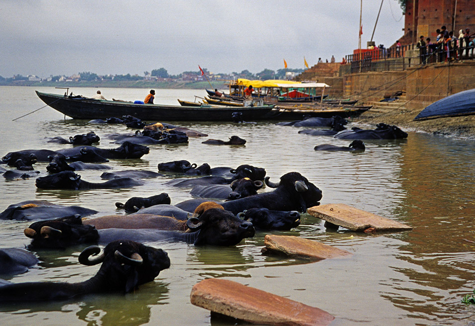 india/varanasi_water_buffalo_ganga