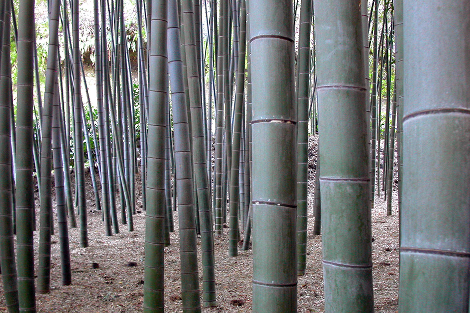 japan/2003/kamakura_bamboo