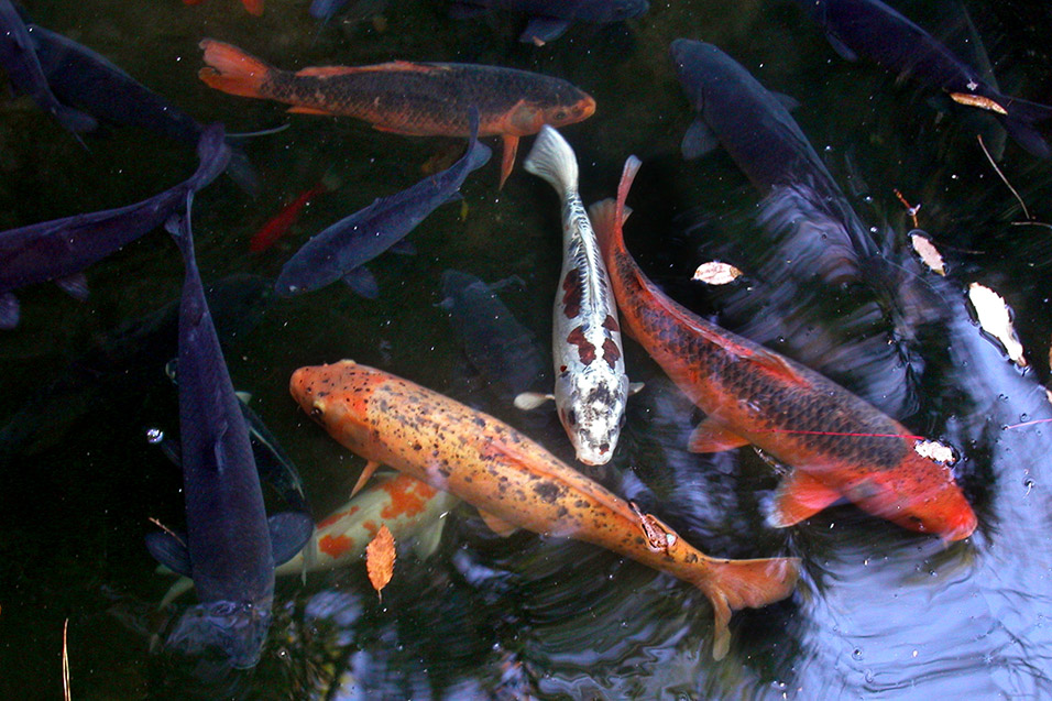 japan/2003/kamakura_koi