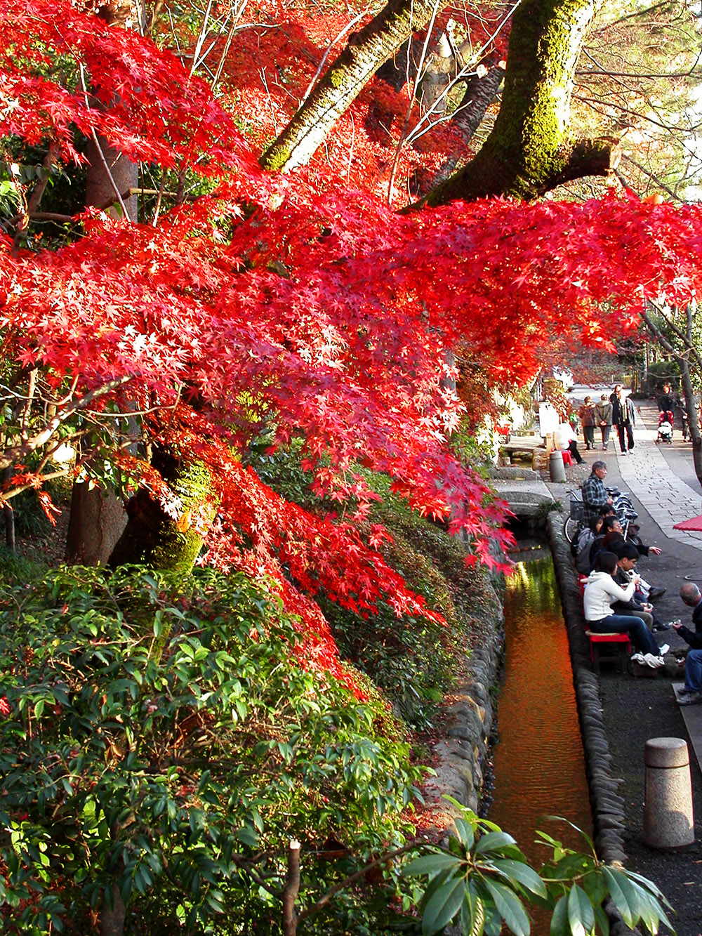 japan/2003/tokyo_sunday_red_maple