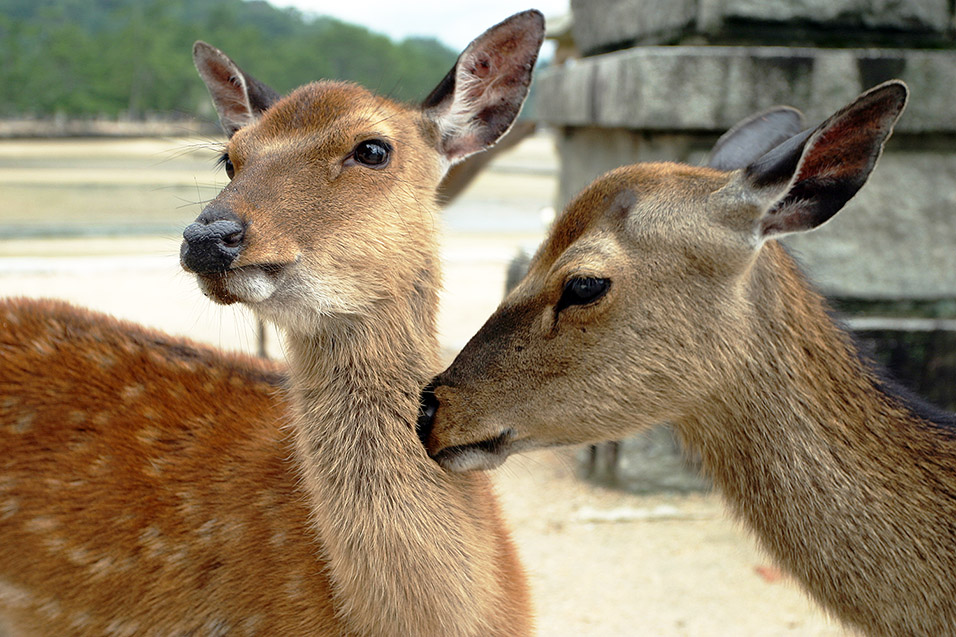 japan/2007/itsukushima_freindly_deer