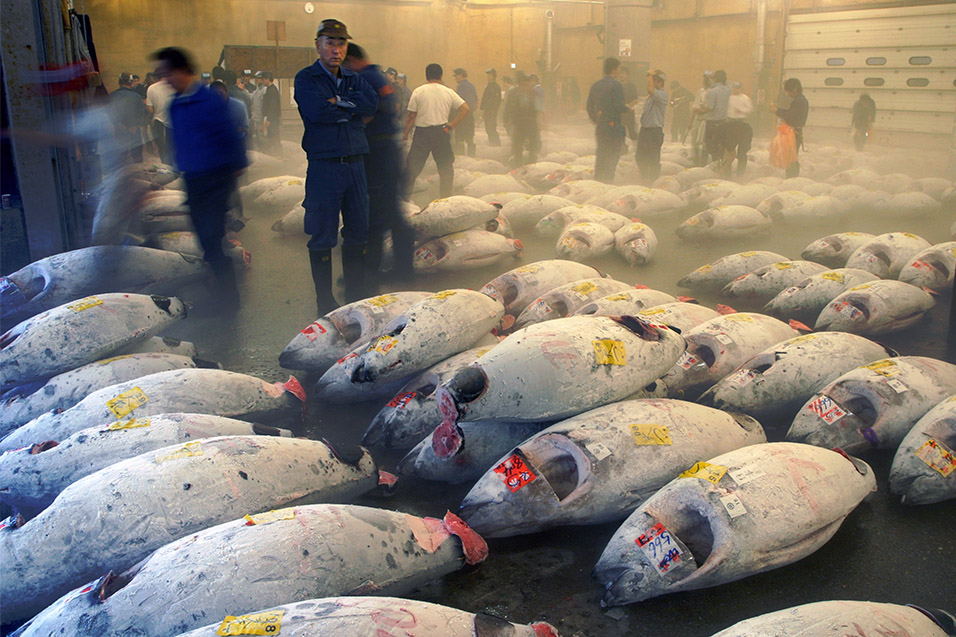 japan/2007/tsukiji_fish_market_1