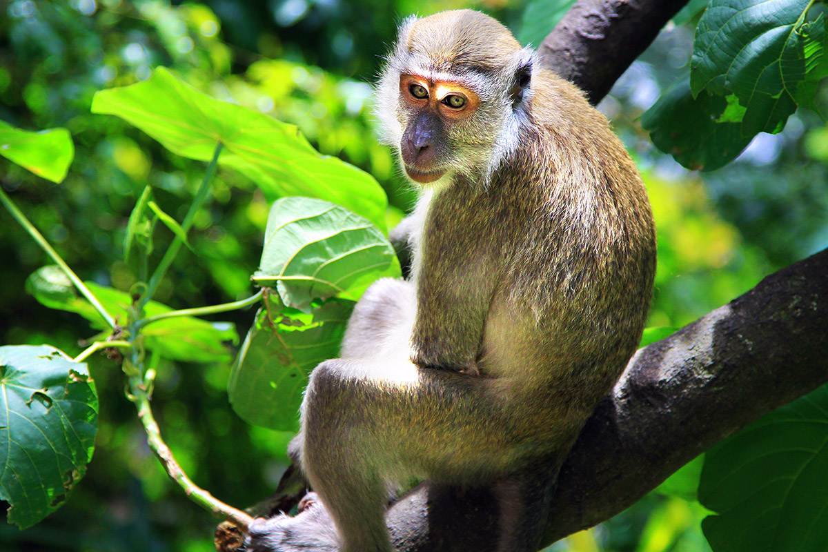 malaysia/2013/kl_batu_monkey_stare_down