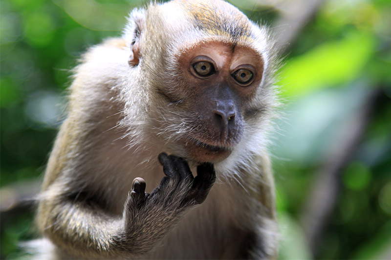 malaysia/2013/kl_batu_monkey_deep_thought