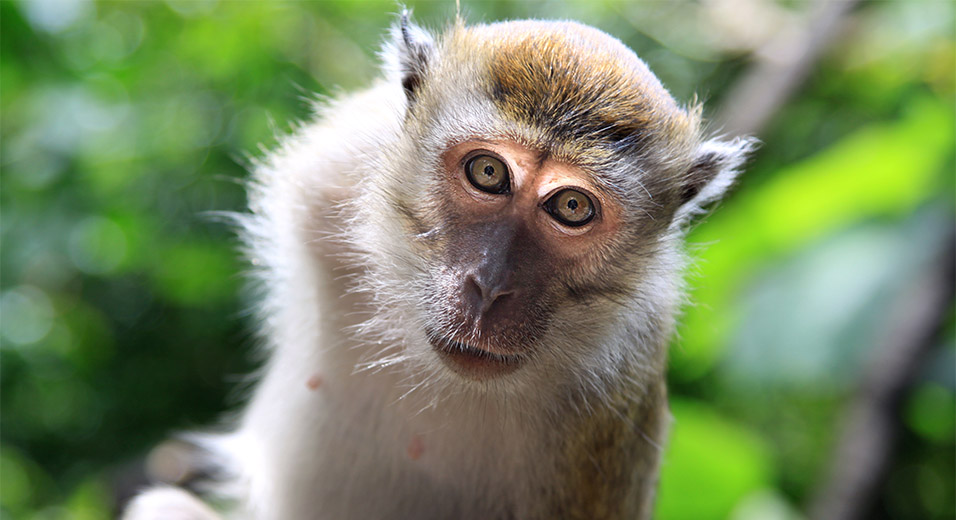 malaysia/2013/kl_batu_monkey_stare_down