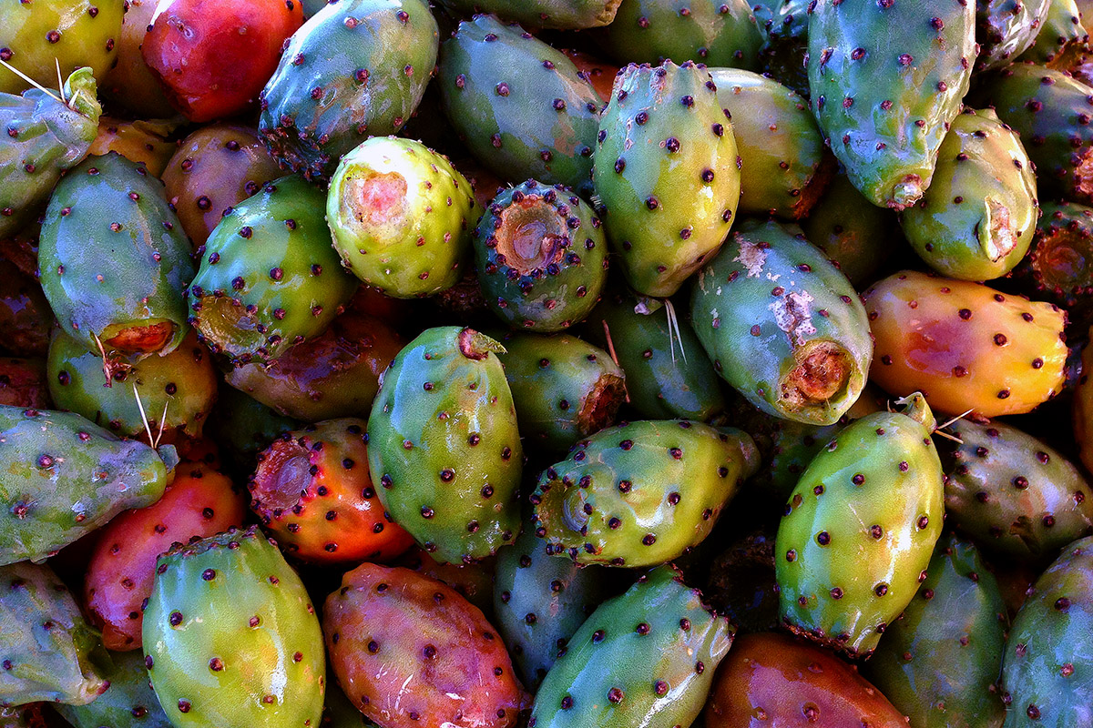 morocco/atlas_mountains_cactus_fruit