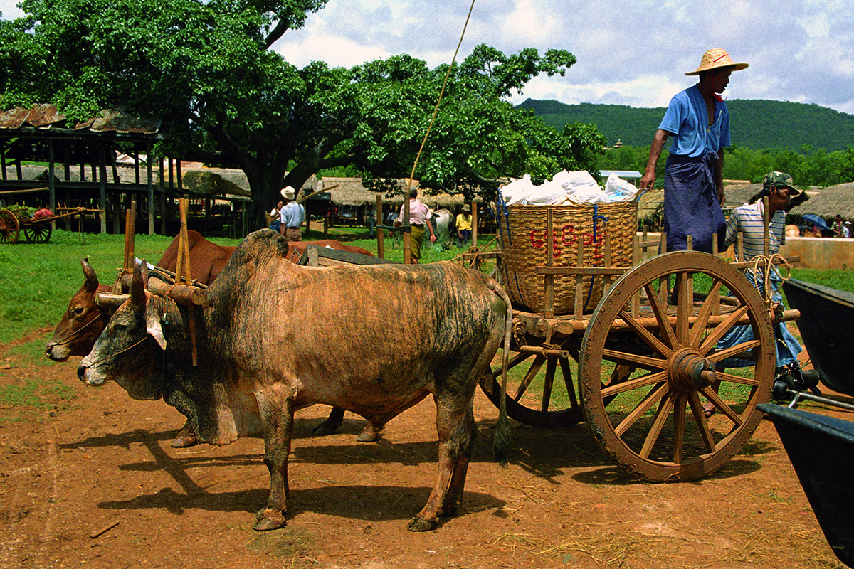 myanmar/inle_bullock_cart_man