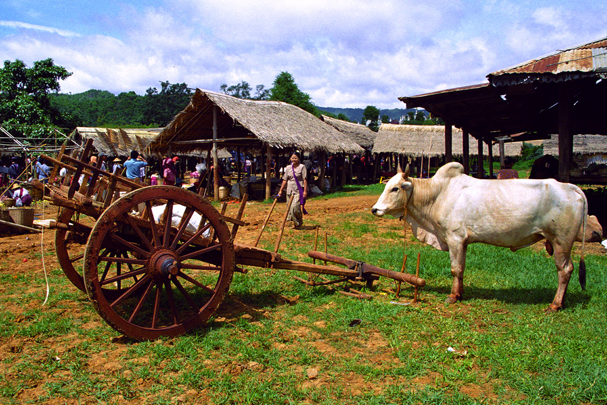 myanmar/inle_card_woman