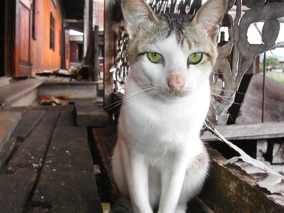 myanmar/inle_lake_brian_cat