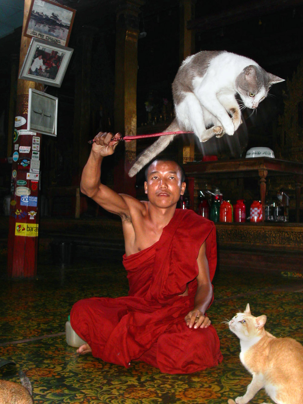 myanmar/inle_lake_jumping_cats