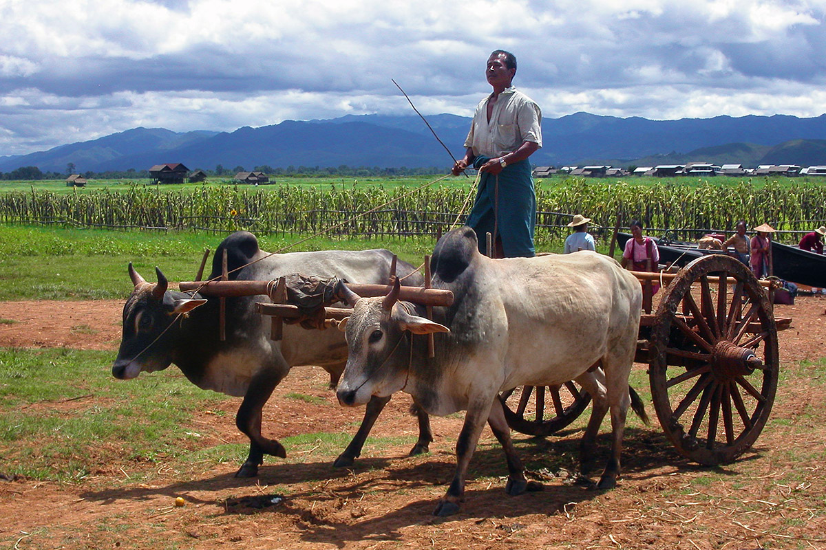 myanmar/inle_lake_man_bullock_cart