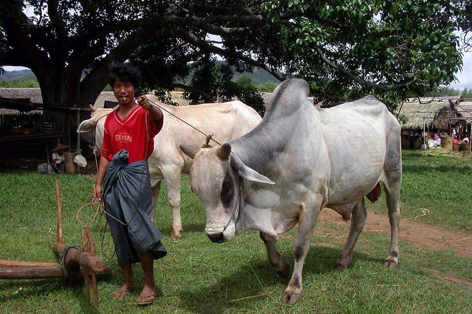 myanmar/inle_lake_man_bullocks