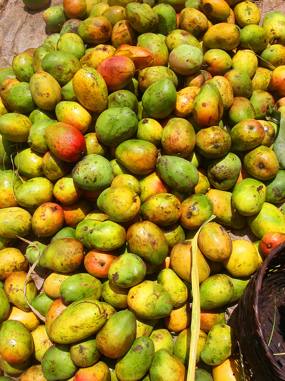 myanmar/inle_lake_mangos