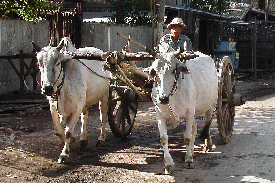 myanmar/mandalay_ox_cart