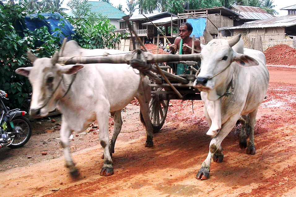 myanmar/myanmar_oxcart_countryside