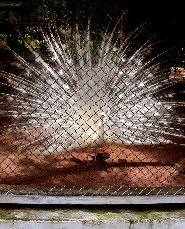 myanmar/pyin_u_lyn_peacock