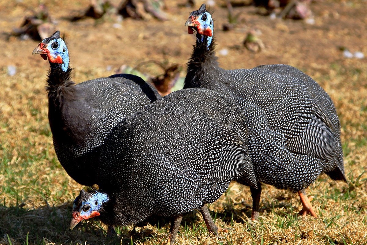 namibia/2015/gobabis_harnas_guinea_foul