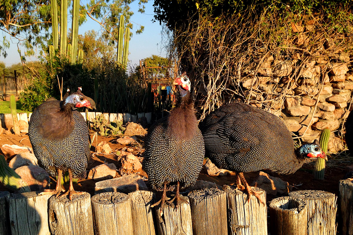 namibia/2015/gobabis_harnas_guinea_fowl