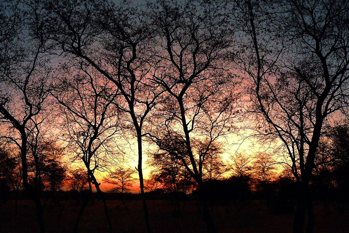 namibia/2015/gobabis_harnas_sunset_branches_1