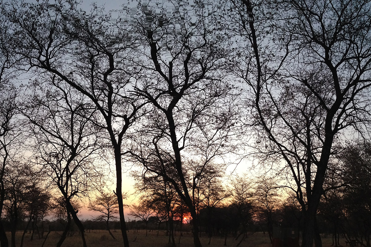 namibia/2015/gobabis_harnas_sunset_branches_2