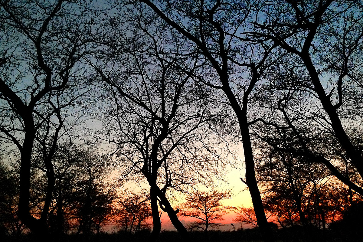 namibia/2015/gobabis_harnas_sunset_branches_1