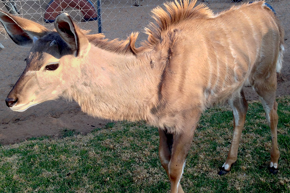 namibia/2015/harnas_kudu_kid