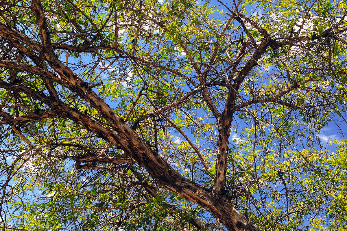 namibia/2015/namibia_acacia_branches_sky