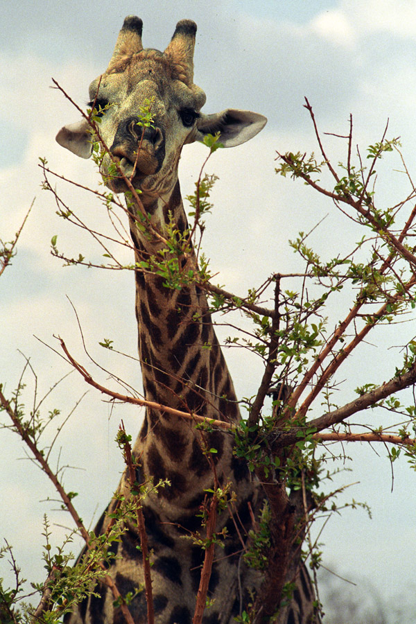 namibia/katima_mulilo_giraffe_eating_nov15_98