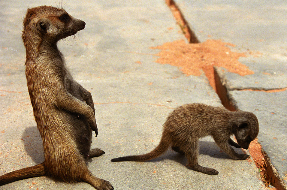 namibia/meerkat_and_baby