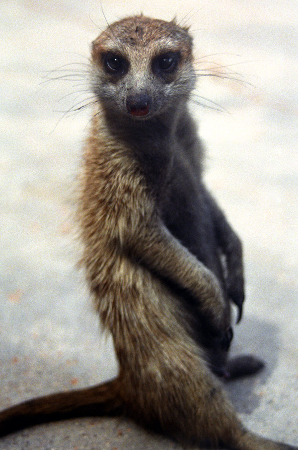 namibia/meerkat_headon