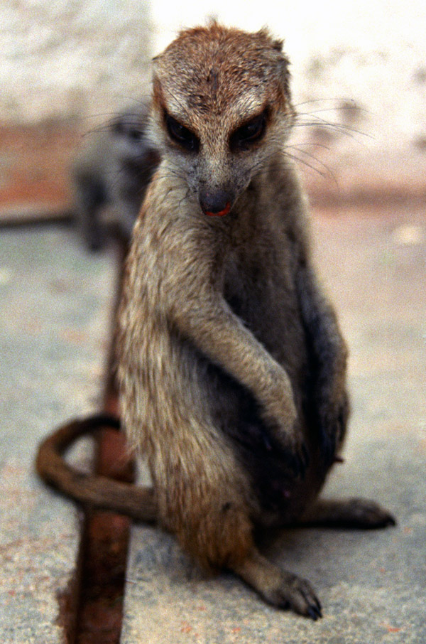 namibia/meerkat_looking_down