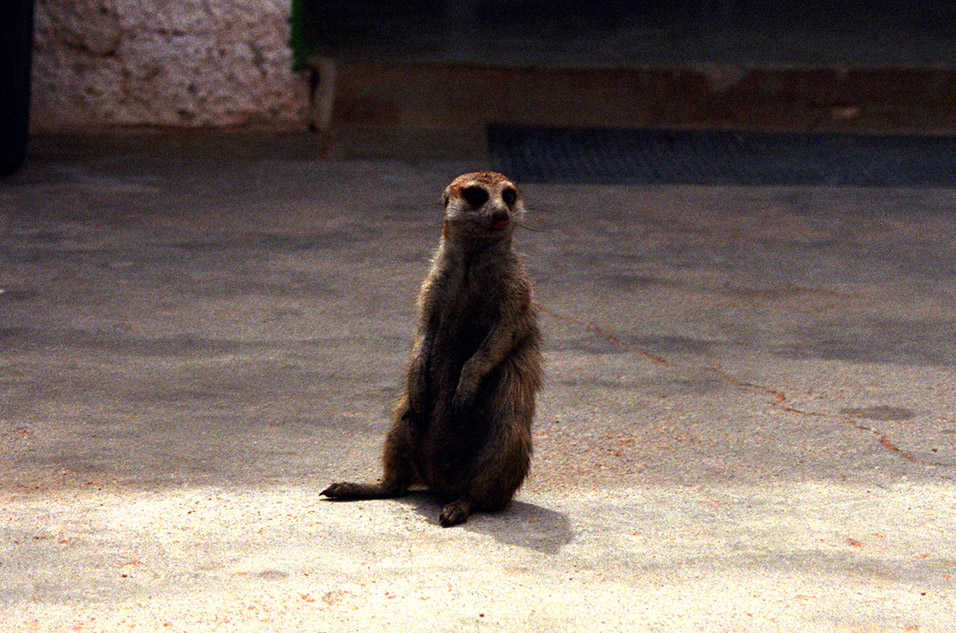 namibia/meerkat_scoping