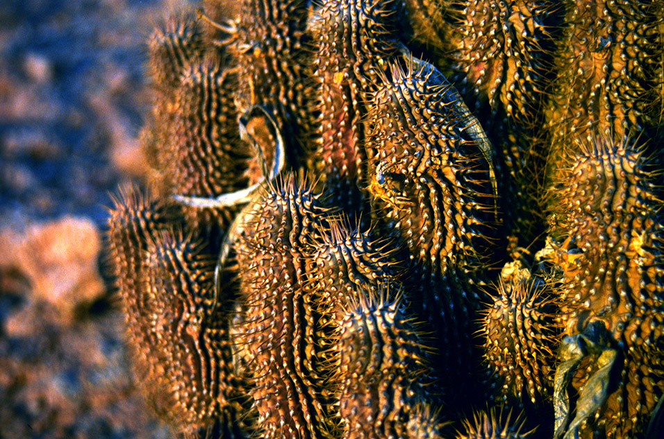 namibia/nam_cactus