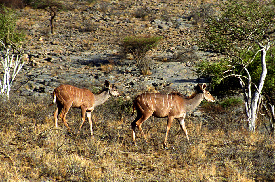 namibia/nam_kudus