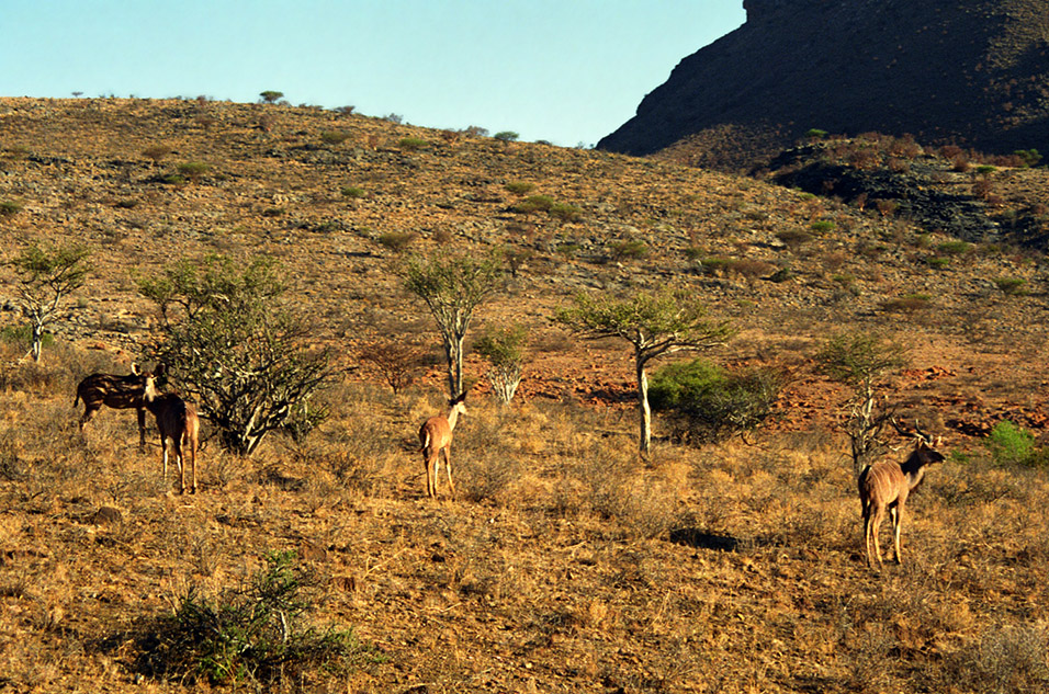 namibia/nam_kudus_hill