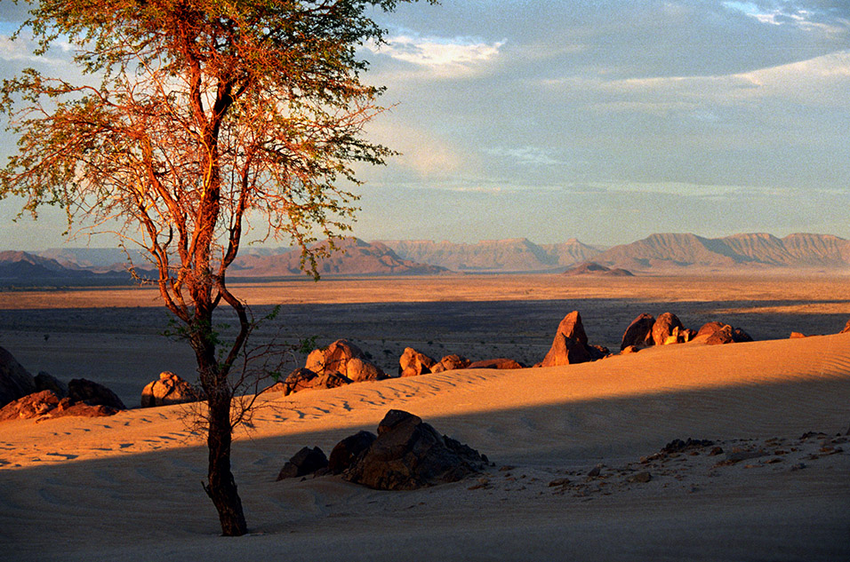 namibia/nam_tree_orange_sunset