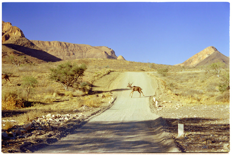 namibia/namib_kudu_road