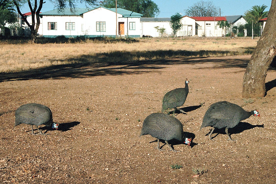 namibia/namibia_guineafowl