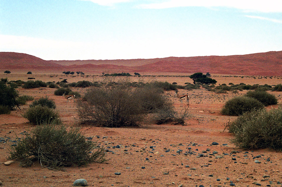 namibia/sossusvlei_gazzel