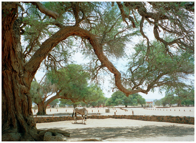 namibia/sossusvlei_oryx