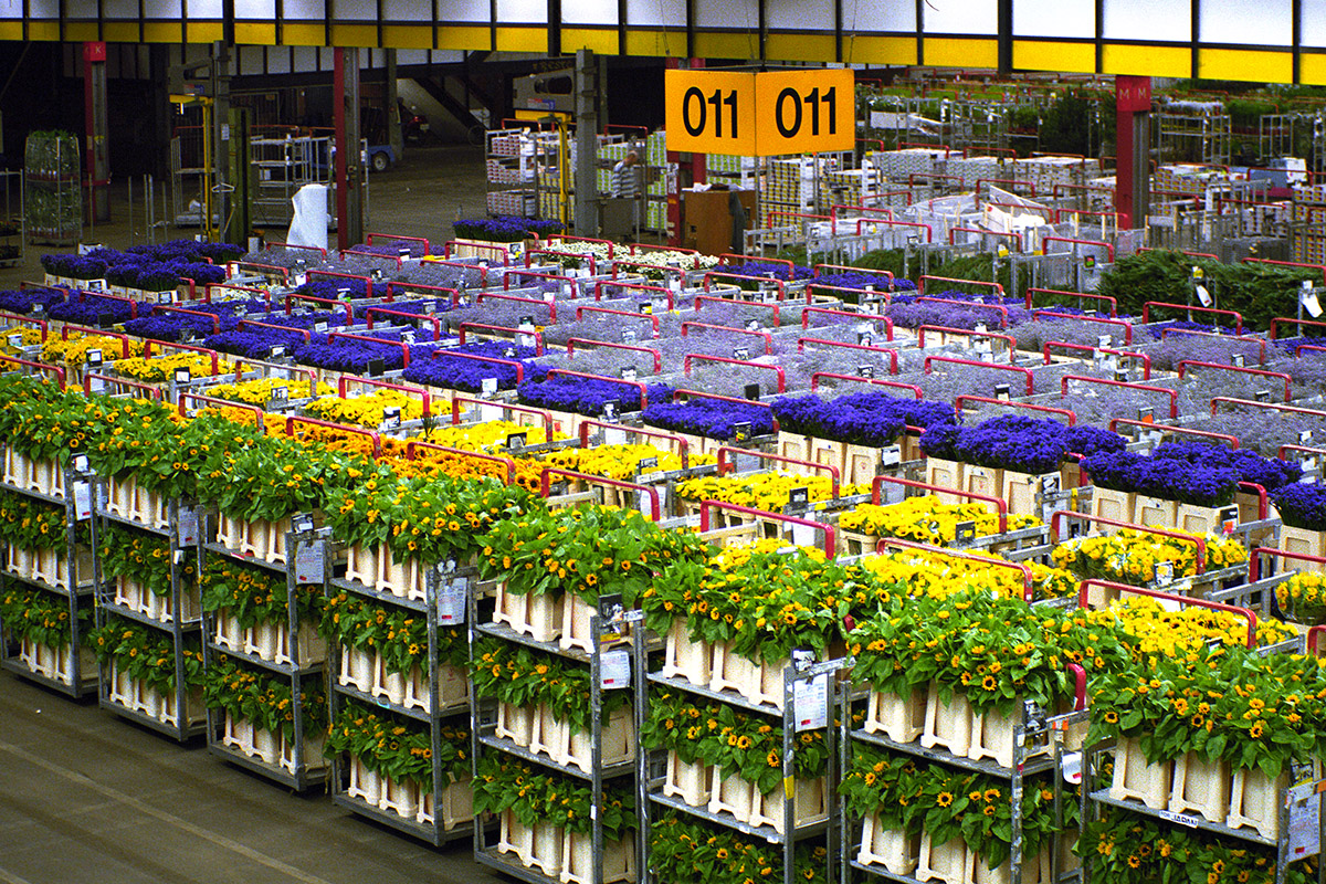 netherlands/netherlands_aalsmeer_sunflowers