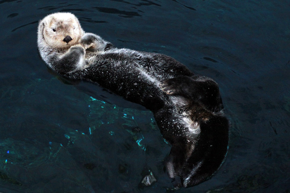 portugal/lisbon_oceanarium_otter