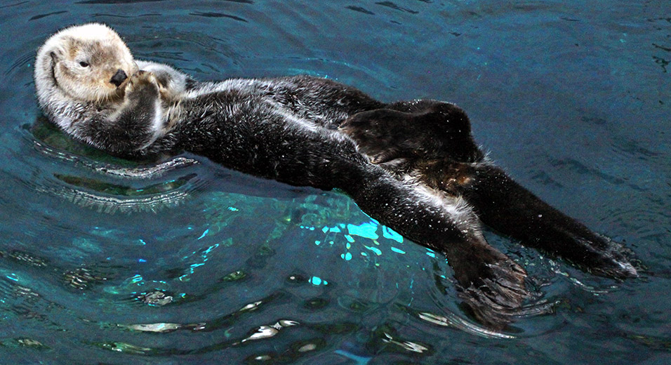 portugal/lisbon_oceanarium_sea_otters_floating