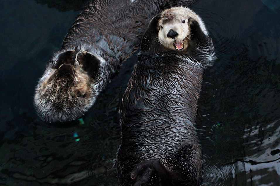 portugal/lisbon_oceanarium_sea_otters_happy