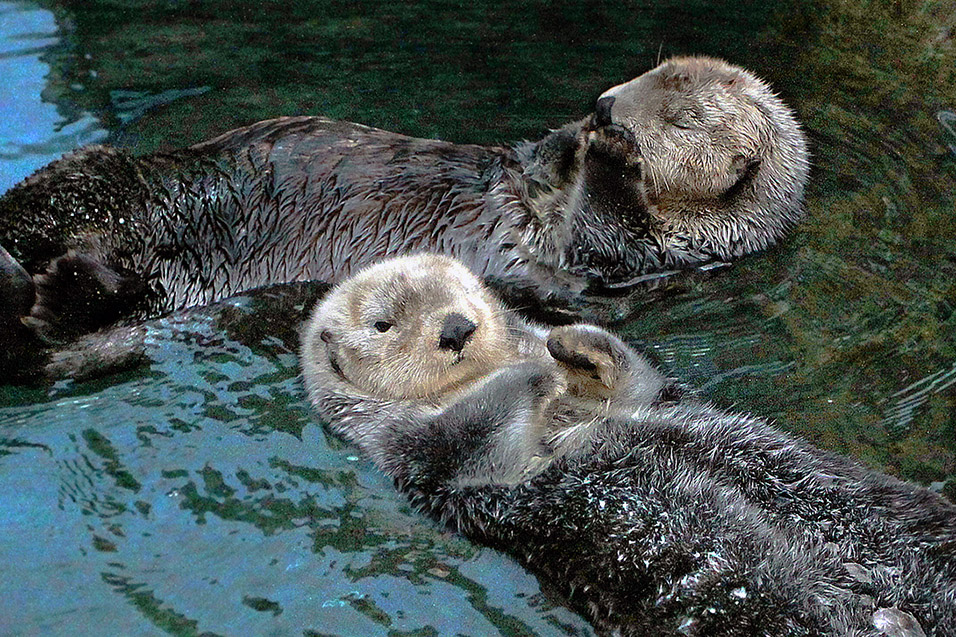 portugal/lisbon_oceanarium_sea_otters_resting