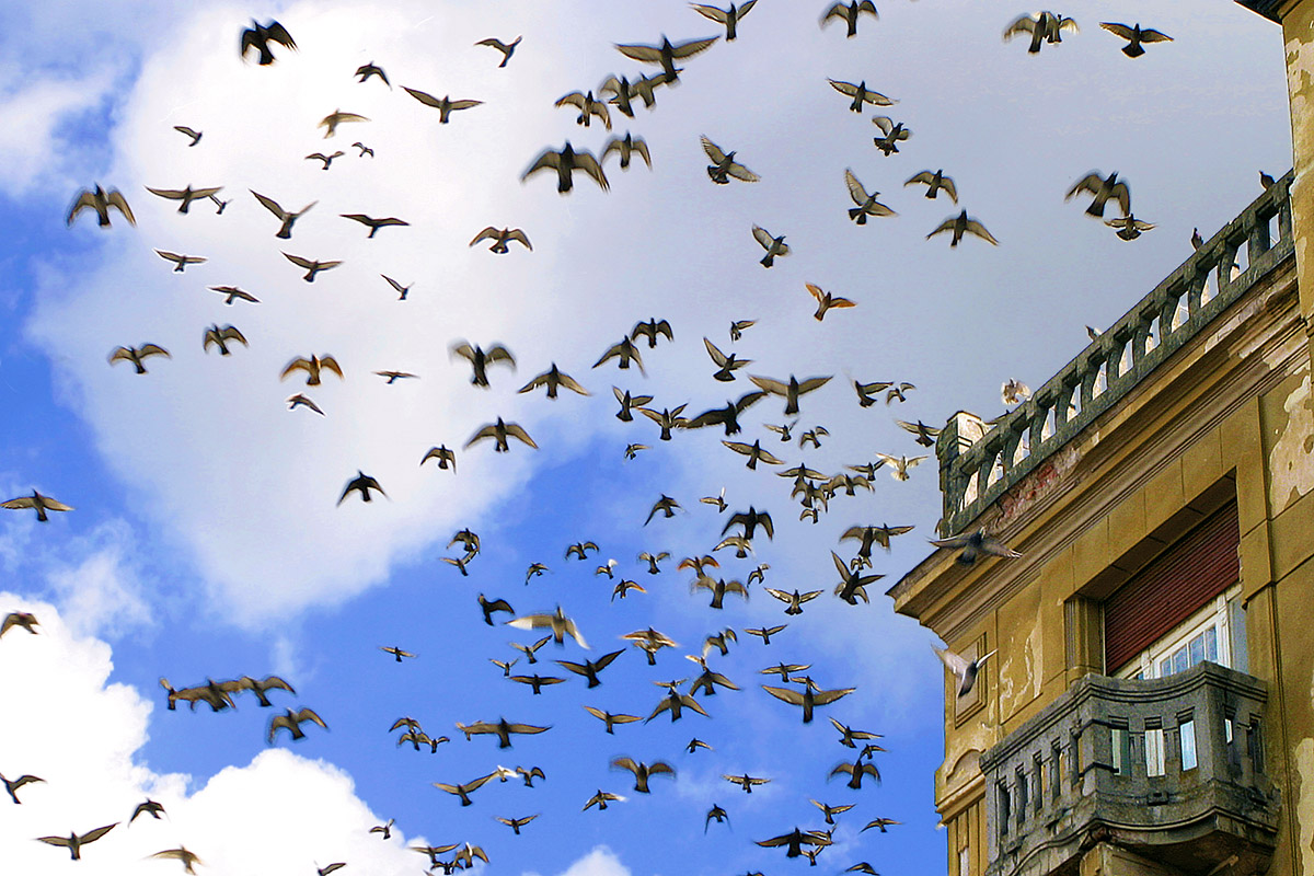 romania/timisoara_pigeons