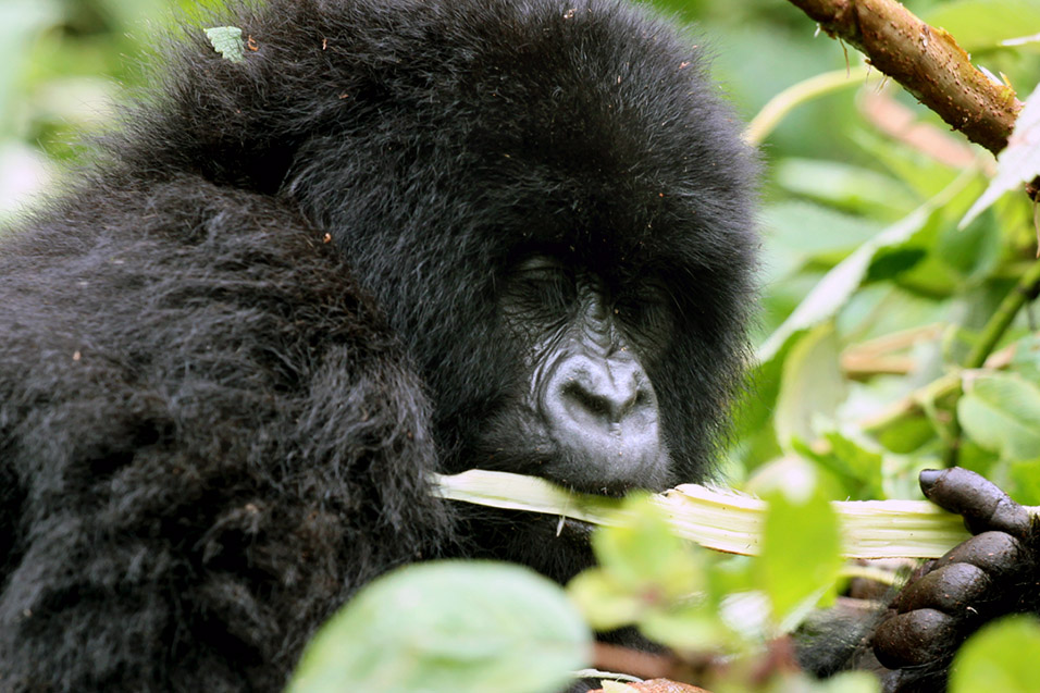 rwanda/gor_baby_eating