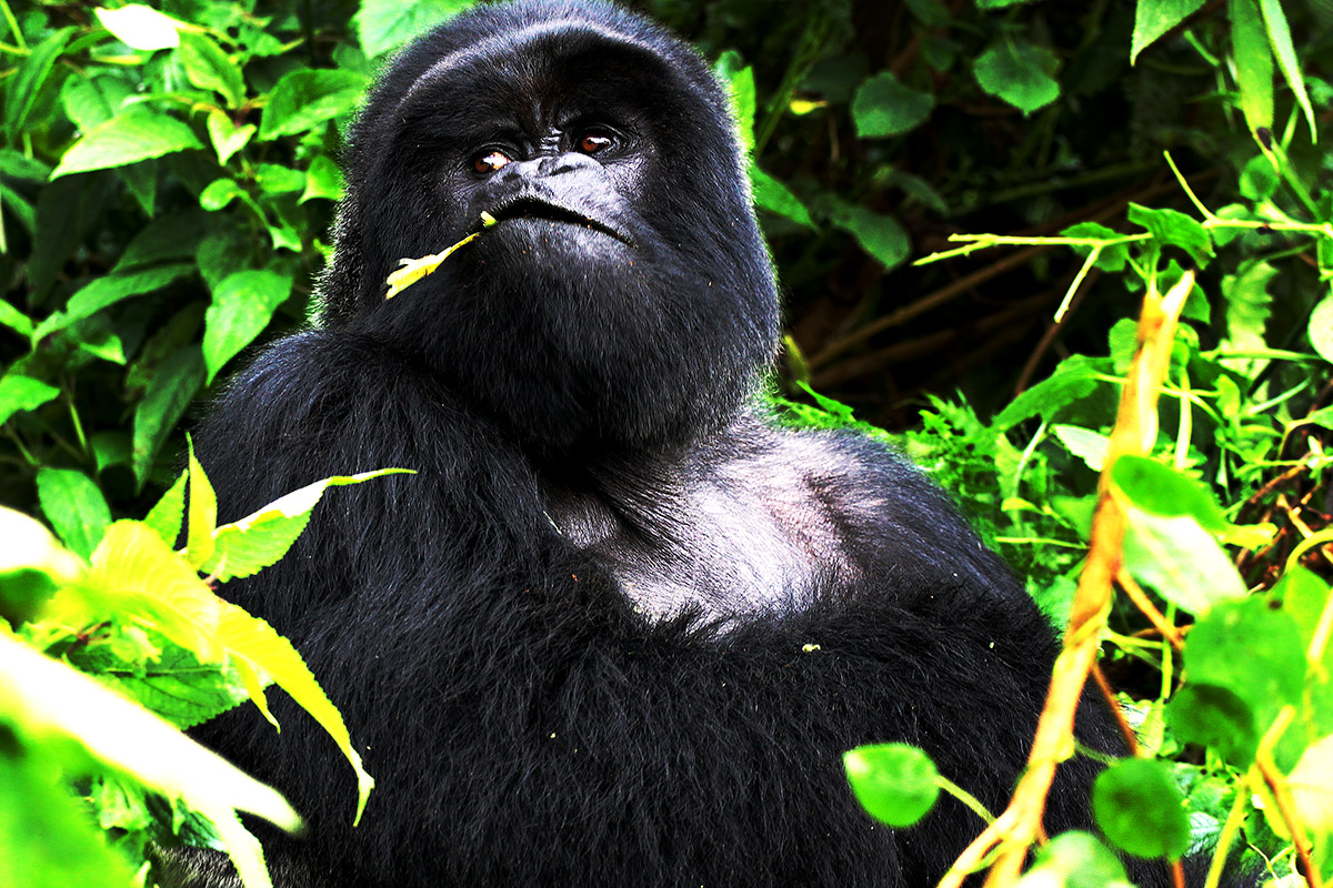 rwanda/gor_close_eating_looking_away